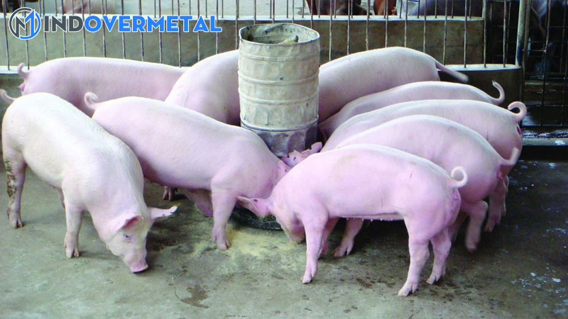mau-chuong-nuoi-heo-thit-va-cach-thiet-ke-chuong-nuoi-thong-minh-5-mindovermetal
