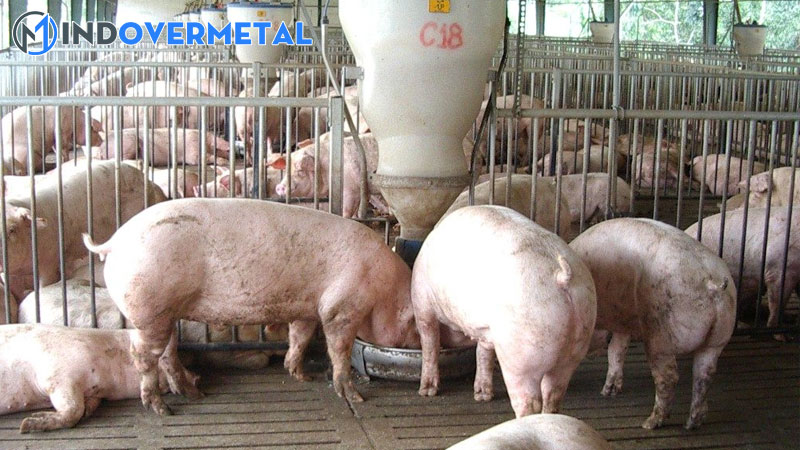 mau-chuong-nuoi-heo-thit-va-cach-thiet-ke-chuong-nuoi-thong-minh-mindovermetal