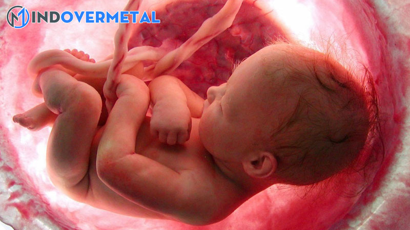 thai-37-tuan-do-truong-thanh-3-co-an-toan-cho-thai-nhi-hay-khong-3-mindovermetal