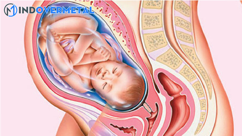 thai-37-tuan-do-truong-thanh-3-co-an-toan-cho-thai-nhi-hay-khong-mindovermetal