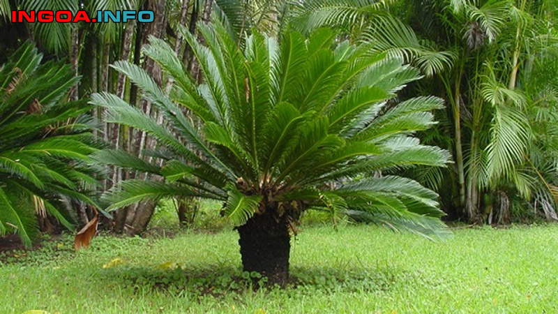 thien-tue-mindovermetal