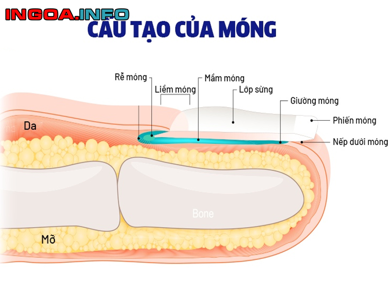 tim-hieu-cau-tao-mong-va-sinh-ly-binh-thuong-cua-mong-1