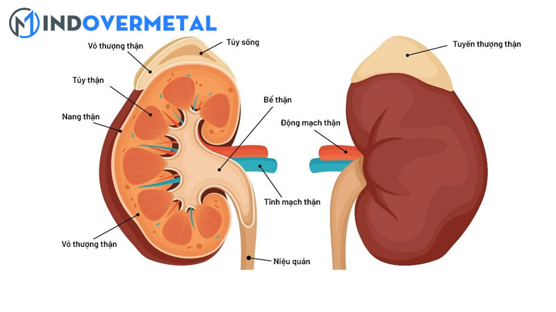 top-20-do-echogen-cua-than-la-gi-moi-nhat-2023-1