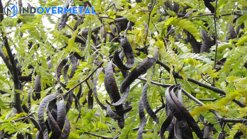 trai-bo-ket-tieng-anh-la-gi-bo-ket-trong-tieng-anh-la-gi-2