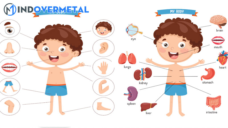 tron-bo-tu-vung-tieng-anh-mieu-ta-khuon-mat-chi-tiet-3-mindovermetal