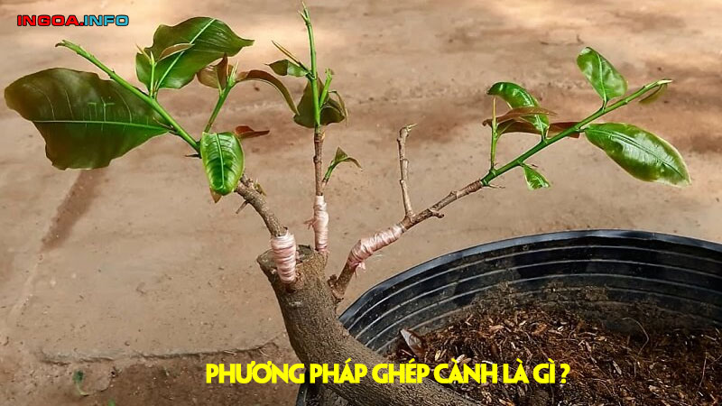 phuong-phap-ghep-canh-la-gi-mindovermetal