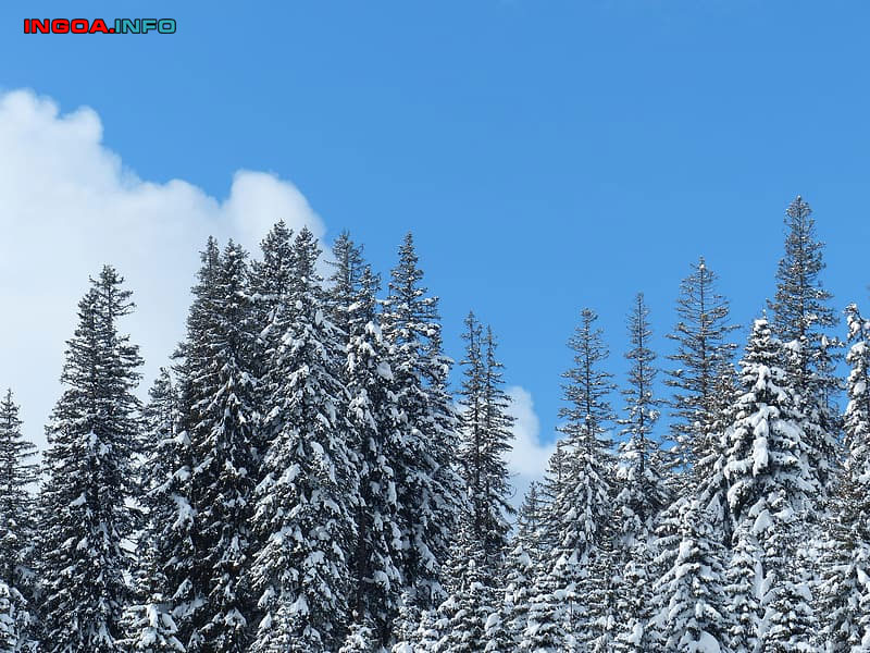 y-nghia-cay-thong-trong-phong-thuy-ma-co-the-ban-chua-biet-8