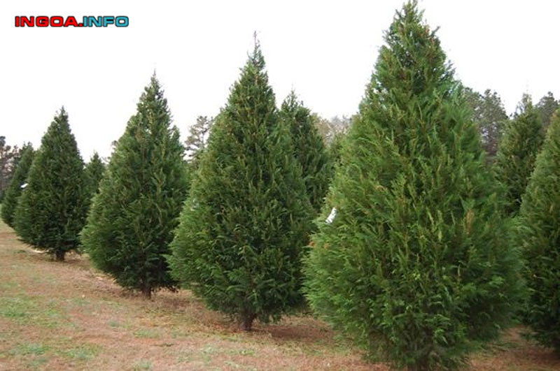 y-nghia-cay-thong-trong-phong-thuy-ma-co-the-ban-chua-biet-9