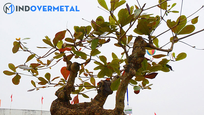 35-the-cay-canh-tu-co-ban-den-nang-cao-1-mindovermetal