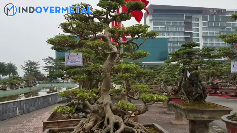 35-the-cay-canh-tu-co-ban-den-nang-cao-3-mindovermetal