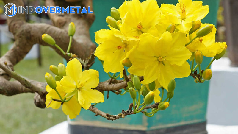 cac-giong-mai-dat-tien-nhat-tren-thi-truong-mai-vang-hien-nay-1-mindovermetal