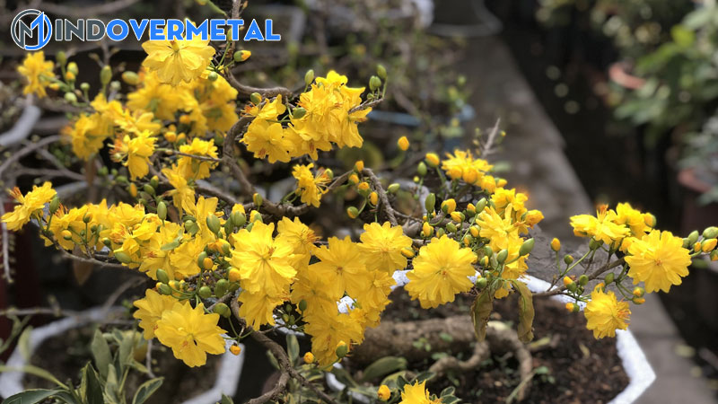 cac-giong-mai-dat-tien-nhat-tren-thi-truong-mai-vang-hien-nay-2-mindovermetal