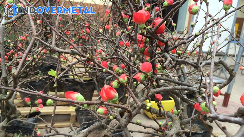 cac-giong-mai-dat-tien-nhat-tren-thi-truong-mai-vang-hien-nay-3-mindovermetal