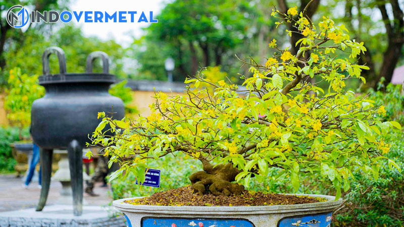 cac-giong-mai-dat-tien-nhat-tren-thi-truong-mai-vang-hien-nay-4-mindovermetal