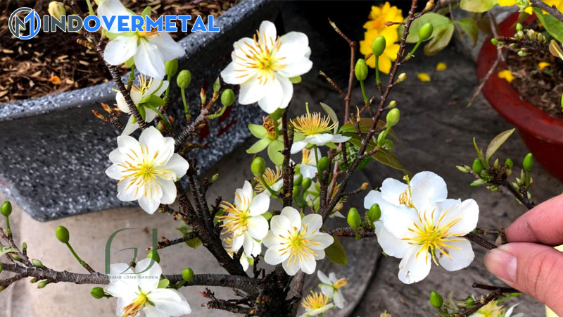 cac-giong-mai-dat-tien-nhat-tren-thi-truong-mai-vang-hien-nay-5-mindovermetal