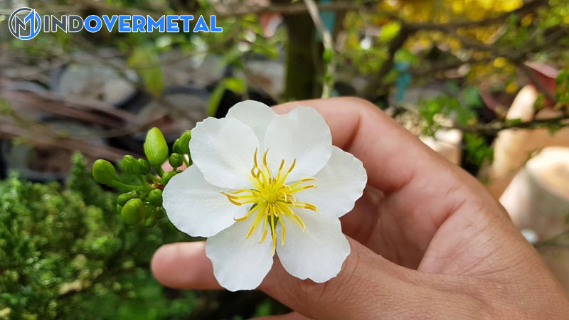 cac-giong-mai-dat-tien-nhat-tren-thi-truong-mai-vang-hien-nay-6-mindovermetal