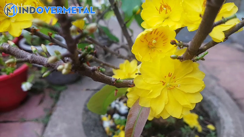 cac-giong-mai-dat-tien-nhat-tren-thi-truong-mai-vang-hien-nay-7-mindovermetal