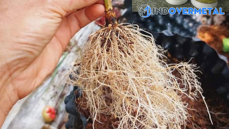 cay-re-chum-la-gi-nhung-dieu-can-biet-ve-bo-re-1-mindovermetal