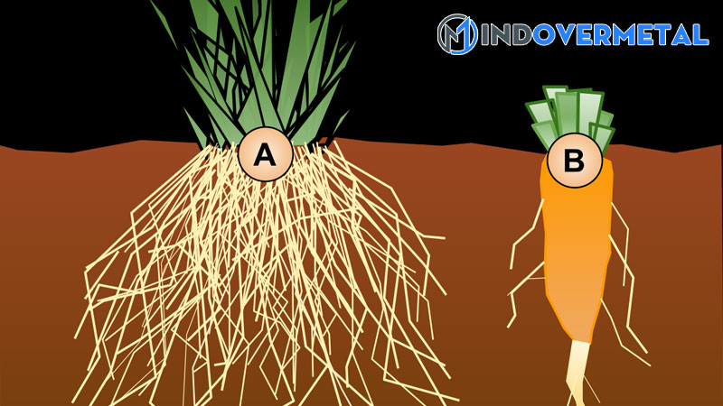 cay-re-chum-la-gi-nhung-dieu-can-biet-ve-bo-re-2-mindovermetal