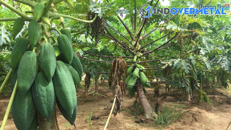 cay-re-chum-la-gi-nhung-dieu-can-biet-ve-bo-re-3-mindovermetal