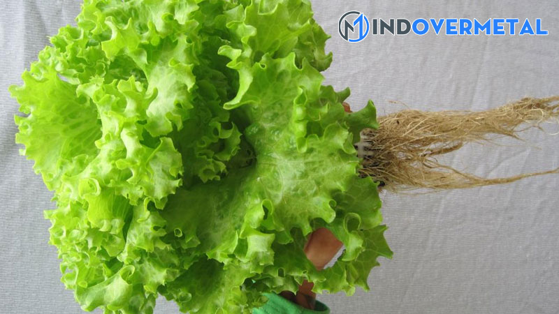 cay-re-chum-la-gi-nhung-dieu-can-biet-ve-bo-re-mindovermetal