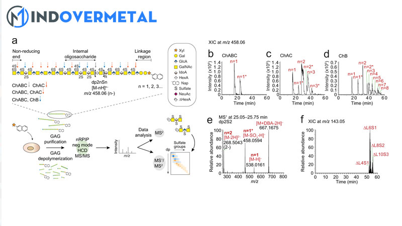 glycosaminoglycan-la-gi-su-hien-dien-cua-glycosaminoglycan-1-mindovermetal