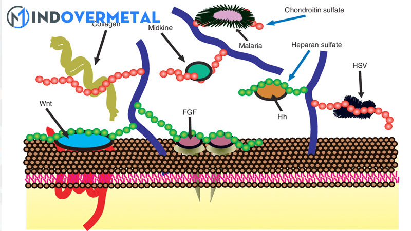glycosaminoglycan-la-gi-su-hien-dien-cua-glycosaminoglycan-2-mindovermetal