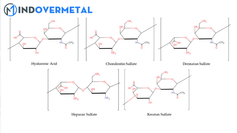 glycosaminoglycan-la-gi-su-hien-dien-cua-glycosaminoglycan-mindovermetal
