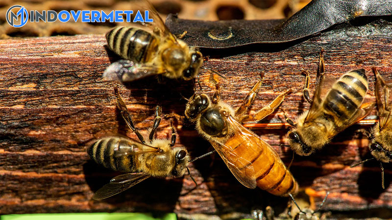 tim-hieu-ve-vai-tro-va-nhiem-vu-ong-chua-ong-tho-ong-duc-1-mindovermetal