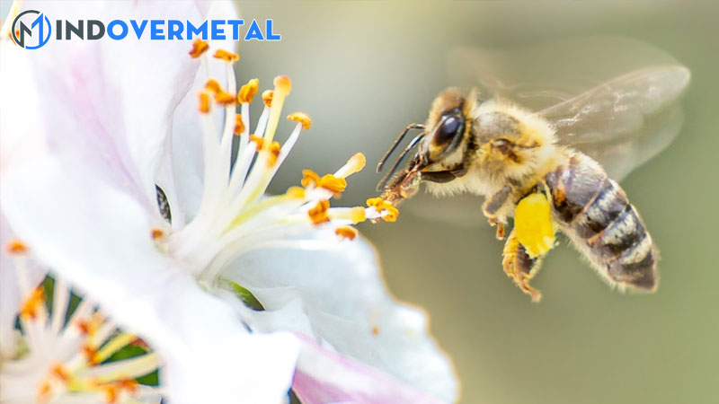 tim-hieu-ve-vai-tro-va-nhiem-vu-ong-chua-ong-tho-ong-duc-2-mindovermetal