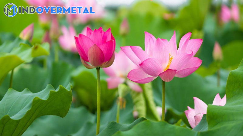 top-8-vuon-len-trong-cuoc-song-la-gi-moi-nhat-2023-2-mindovermetal